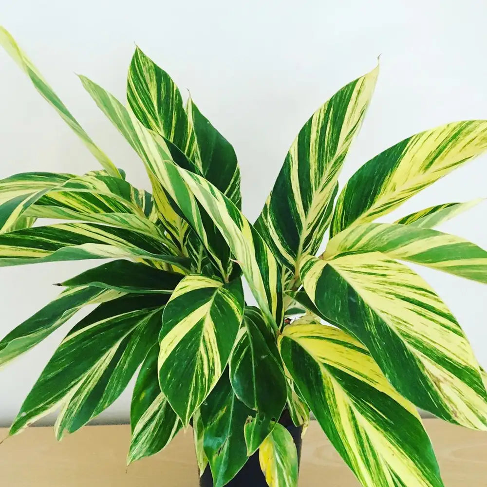 Alpinia zerumbet - Shell Ginger Variegated