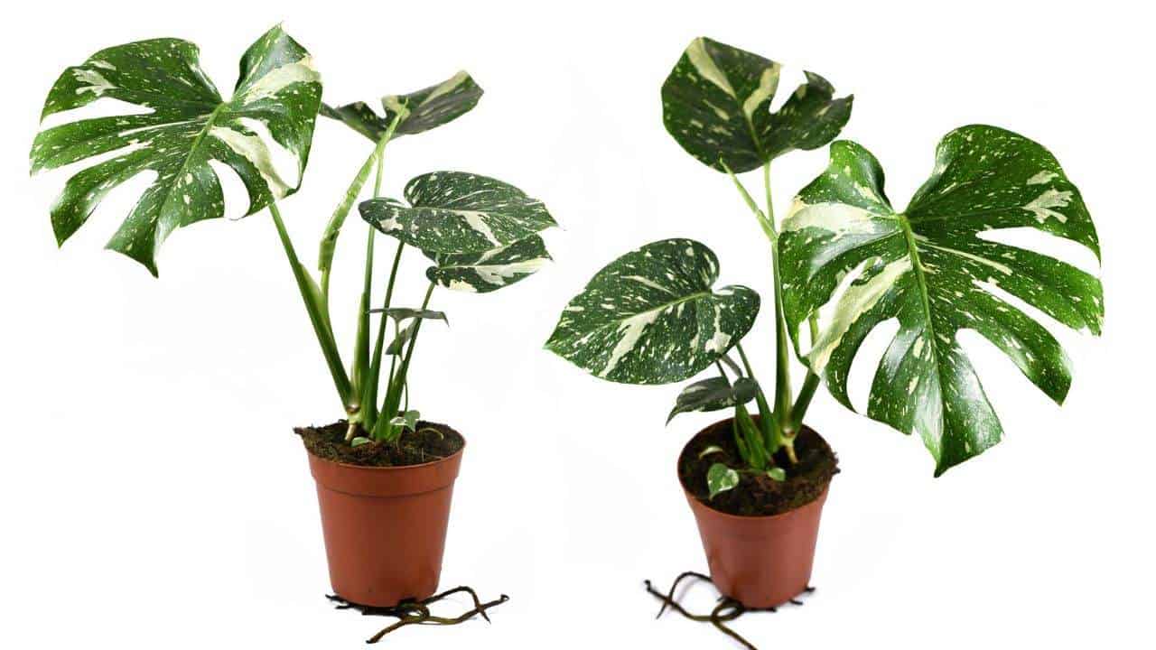 Monstera Thai Constellation