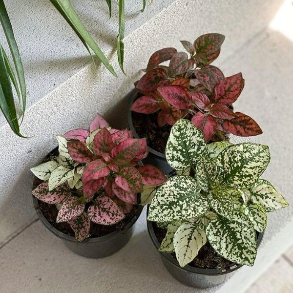 Hypoestes phyllostachya - Polka Dot Plant