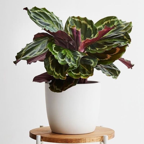 Calathea veitchiana - Medallion