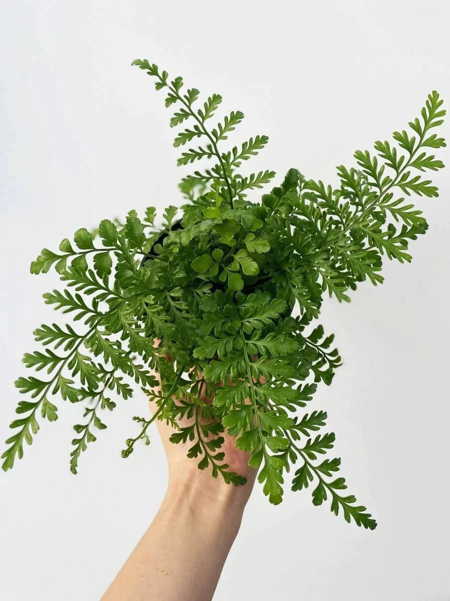 Asplenium dimorphum x difforme
