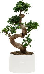 Ficus microcarpa - Ginseng Bonsai Tree