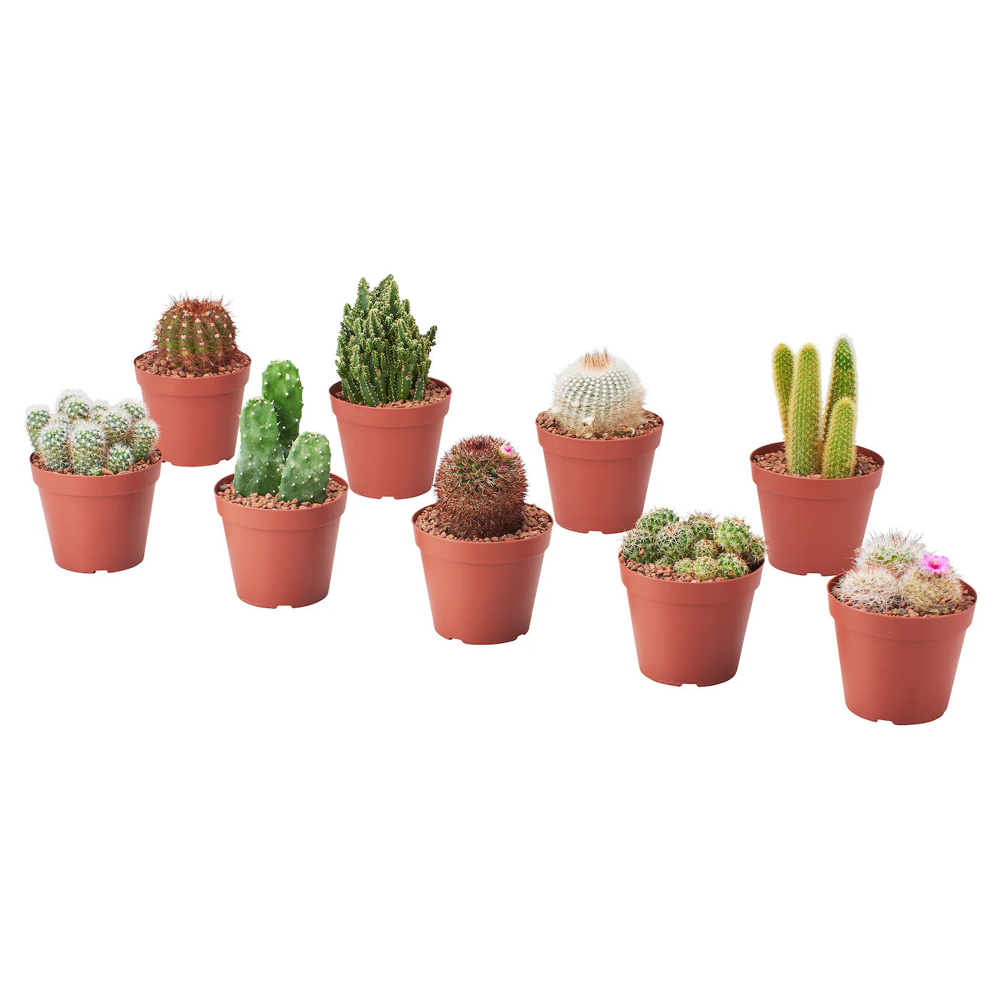 Cactus - Assorted