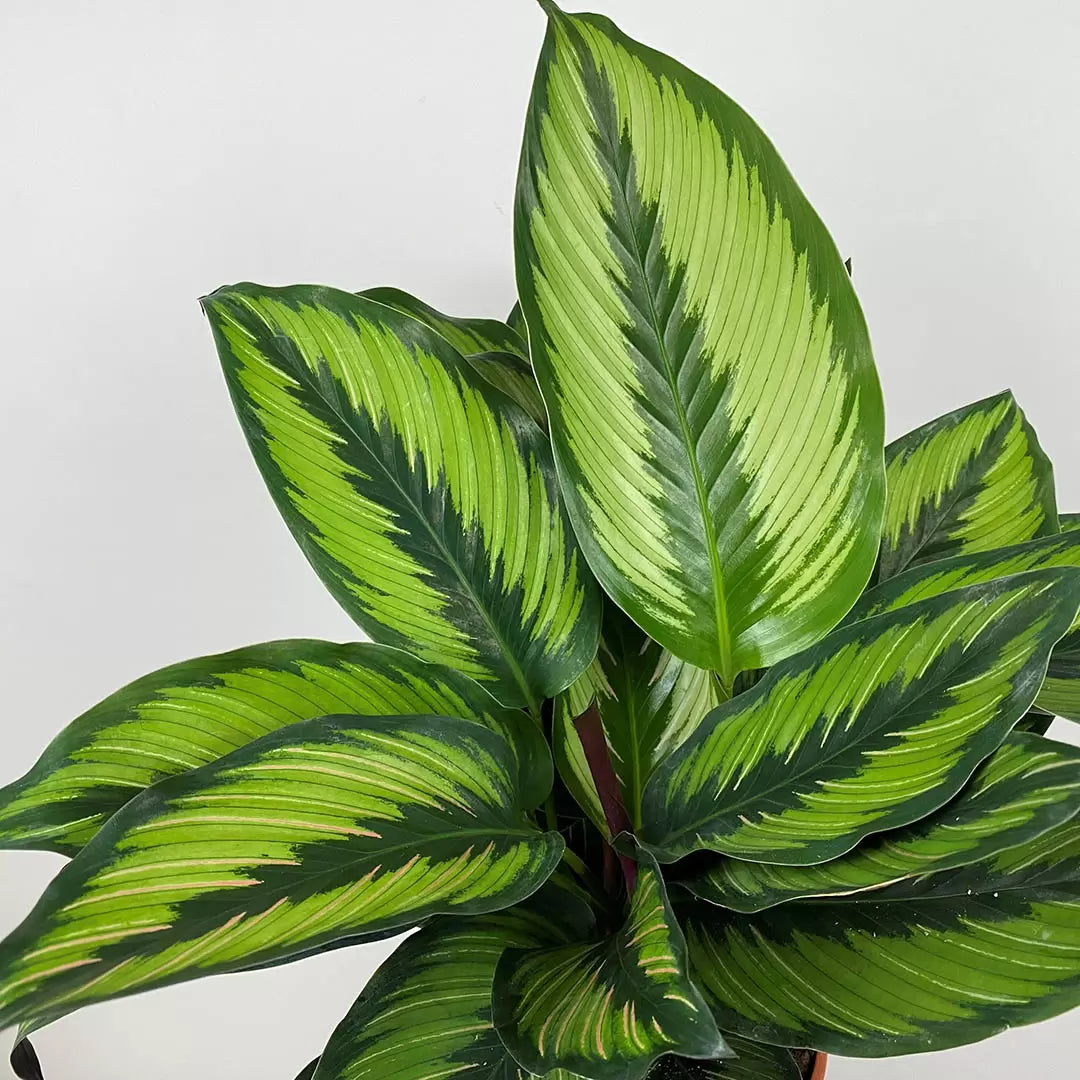 Calathea ornata - Beauty Star