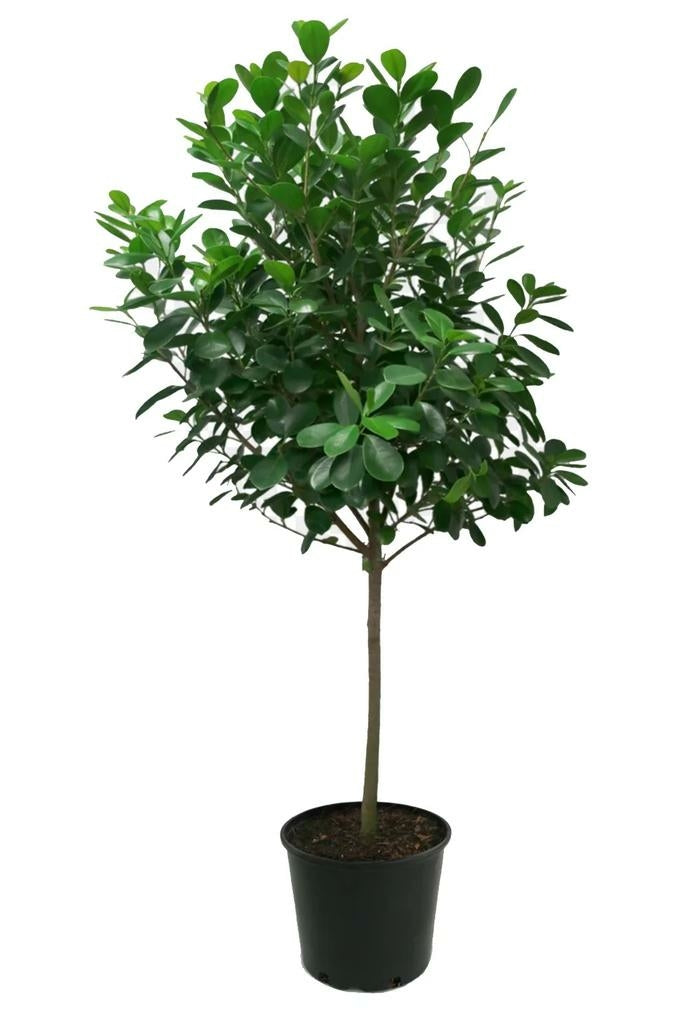 Ficus microcarpa - Moclame