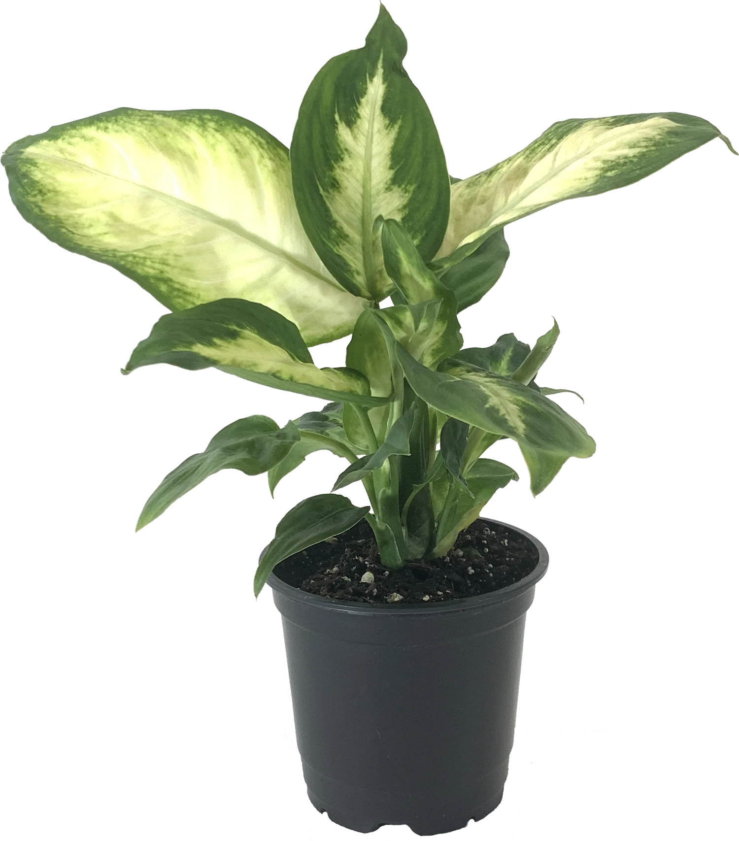 Dieffenbachia seguine - Camille