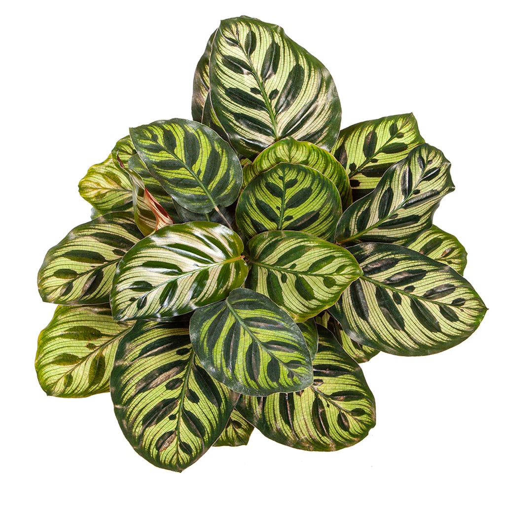 Calathea makoyana - Peacock plant