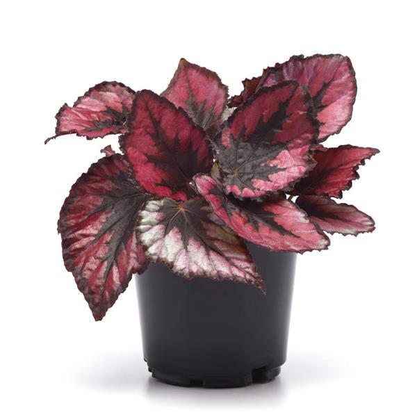 Painted-leaf - Rex Begonia