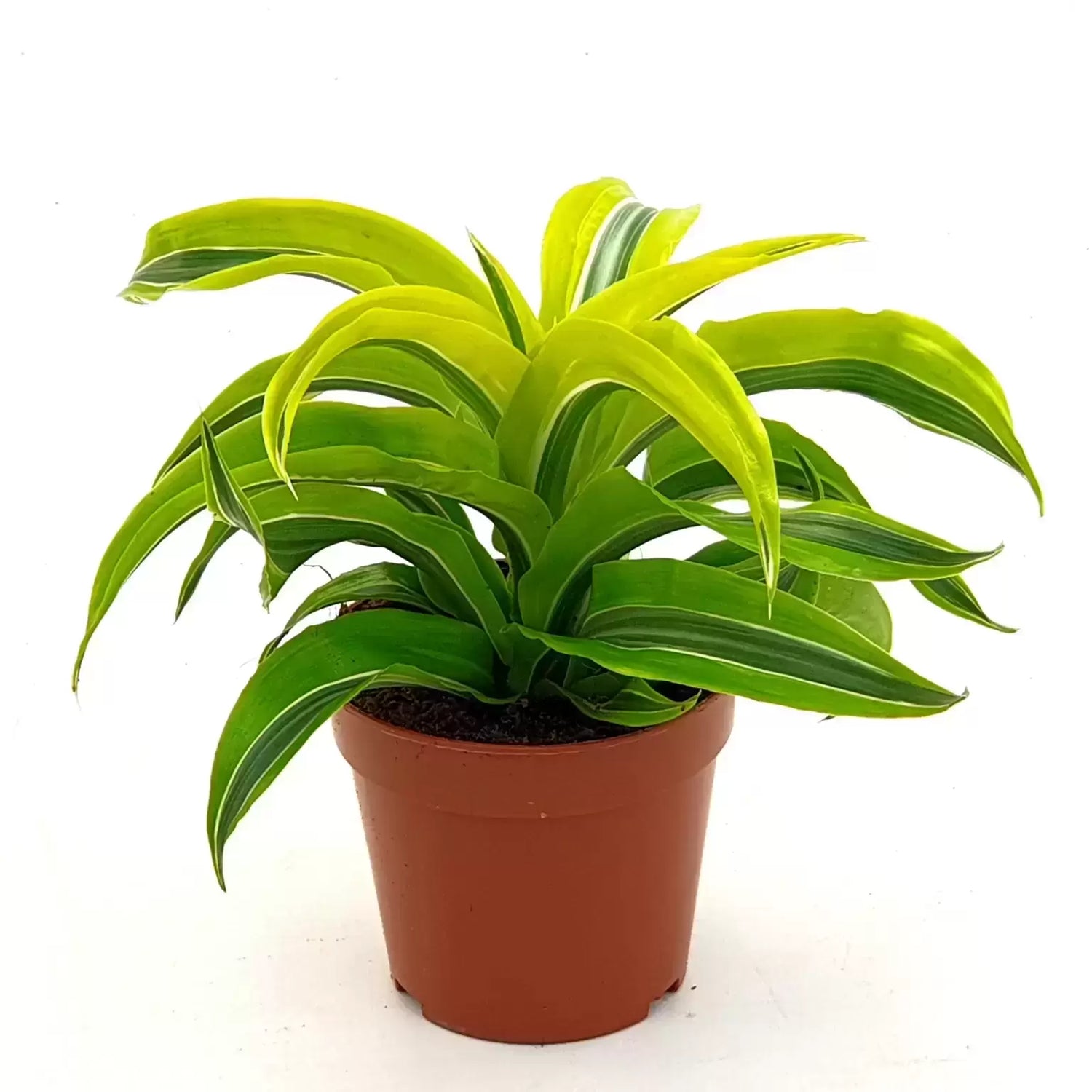 Dracaena deremensis - Lemon Surprise