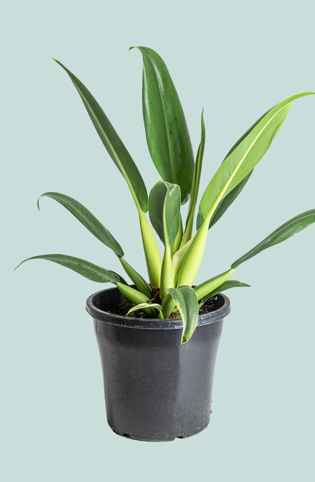 Philodendron martianum