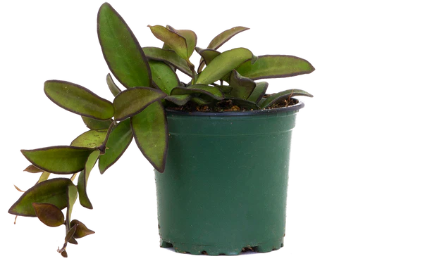 Hoya wayetii x tsangii - Rosita