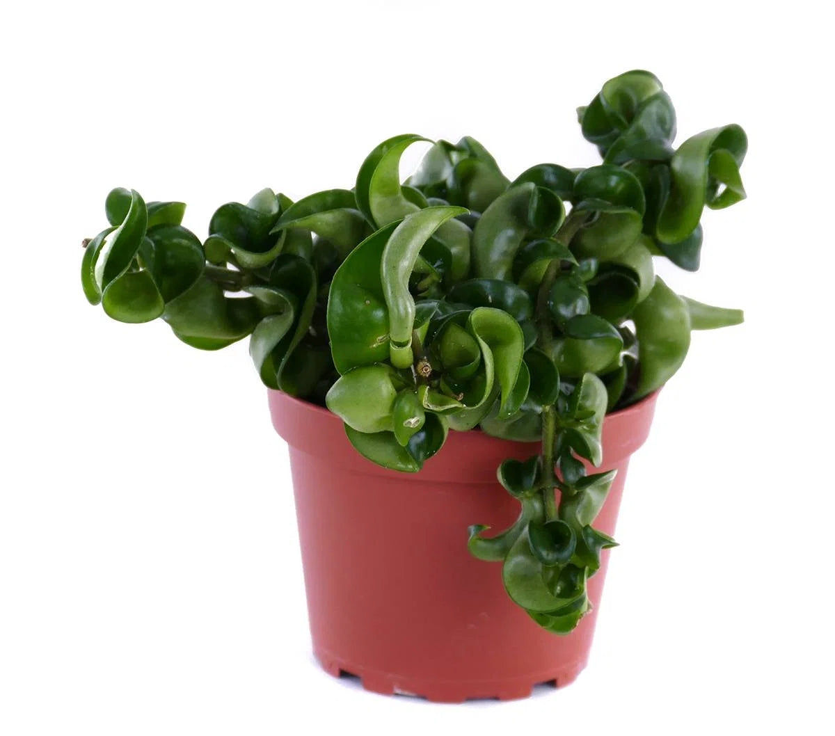 Hoya carnosa - Compacta Krinkle