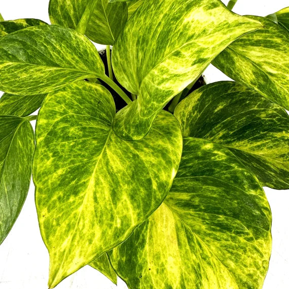 Epipremnum aureum - Neon Queen