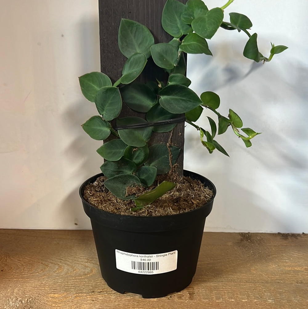 Rhaphidophora korthalsii - Shingle Plant