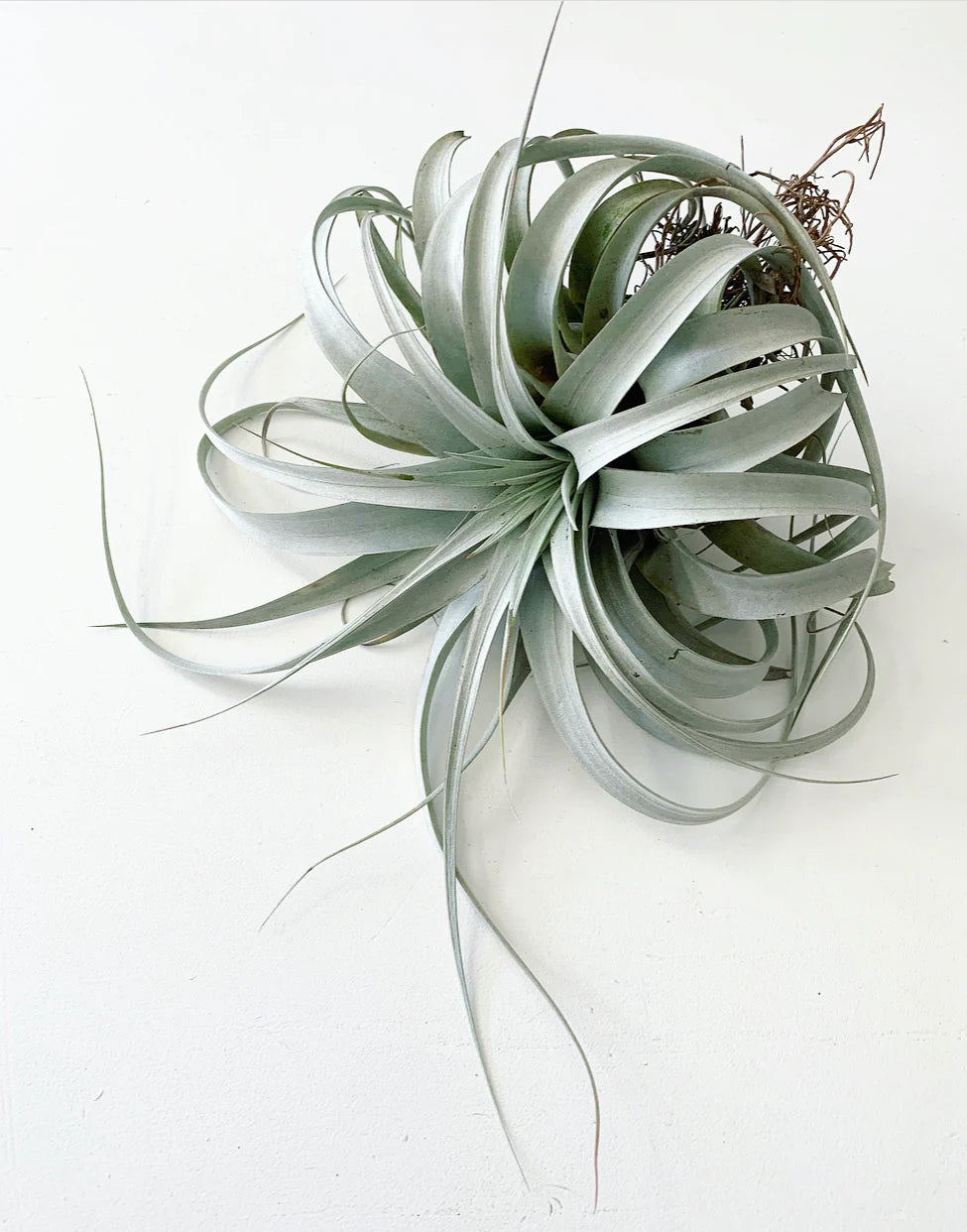 Tillandsia xerographica