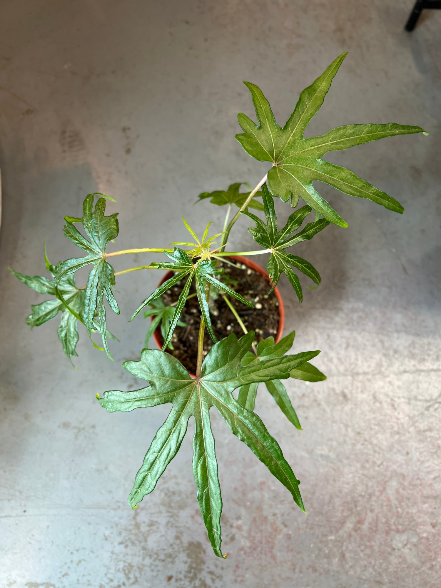 Abelmoschus Manihot - Salad Tree