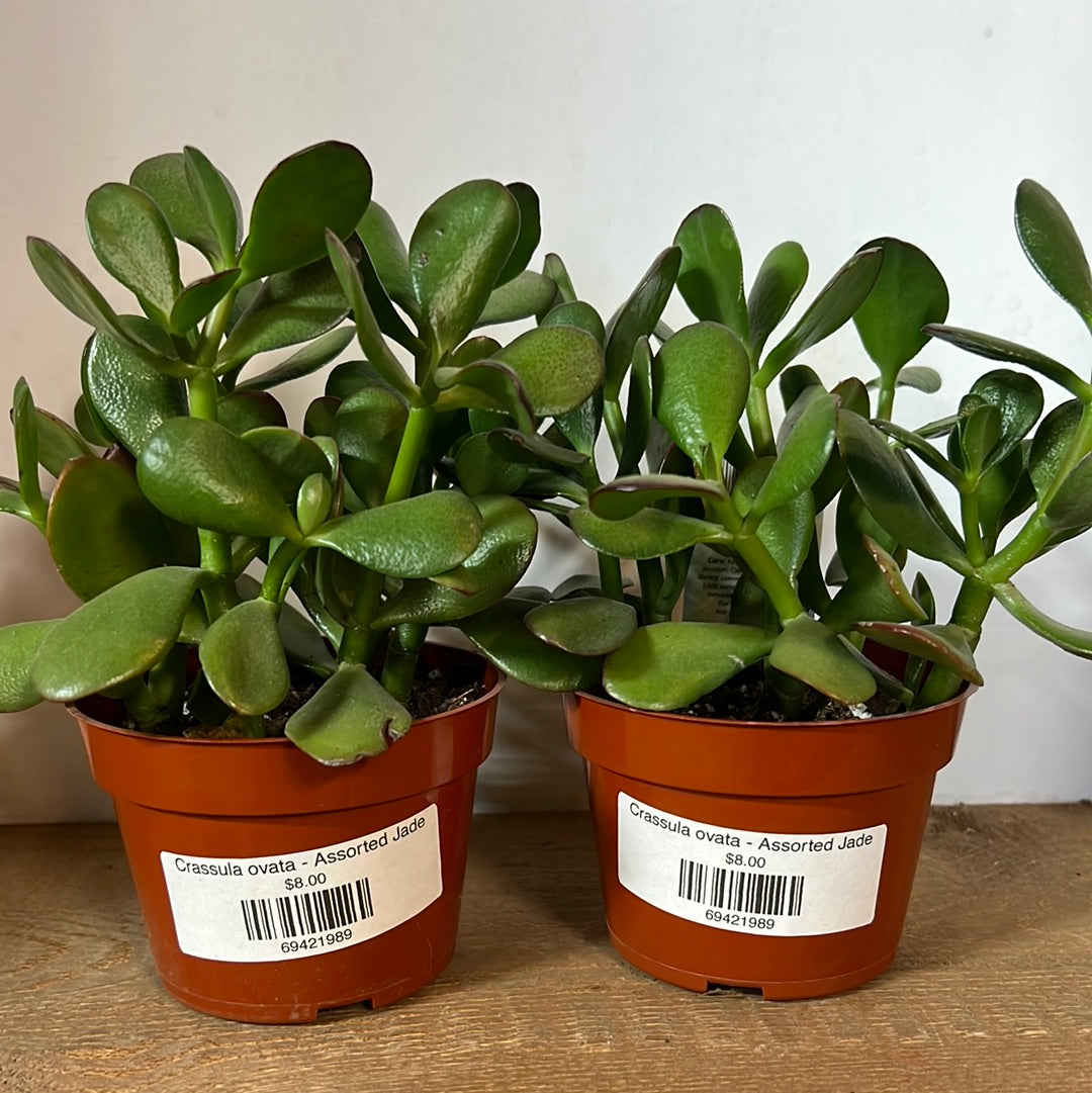 Crassula ovata - Jade