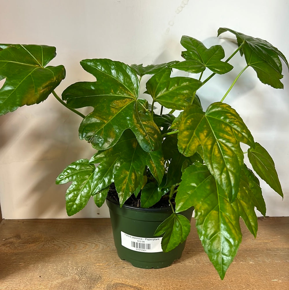 Fatsia japonica - Paperplant