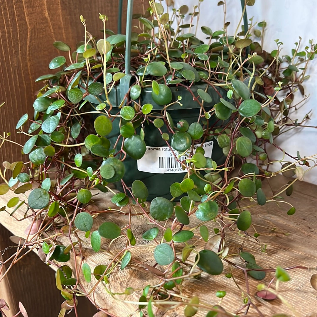 Peperomia rotundifolia - Pepperspot