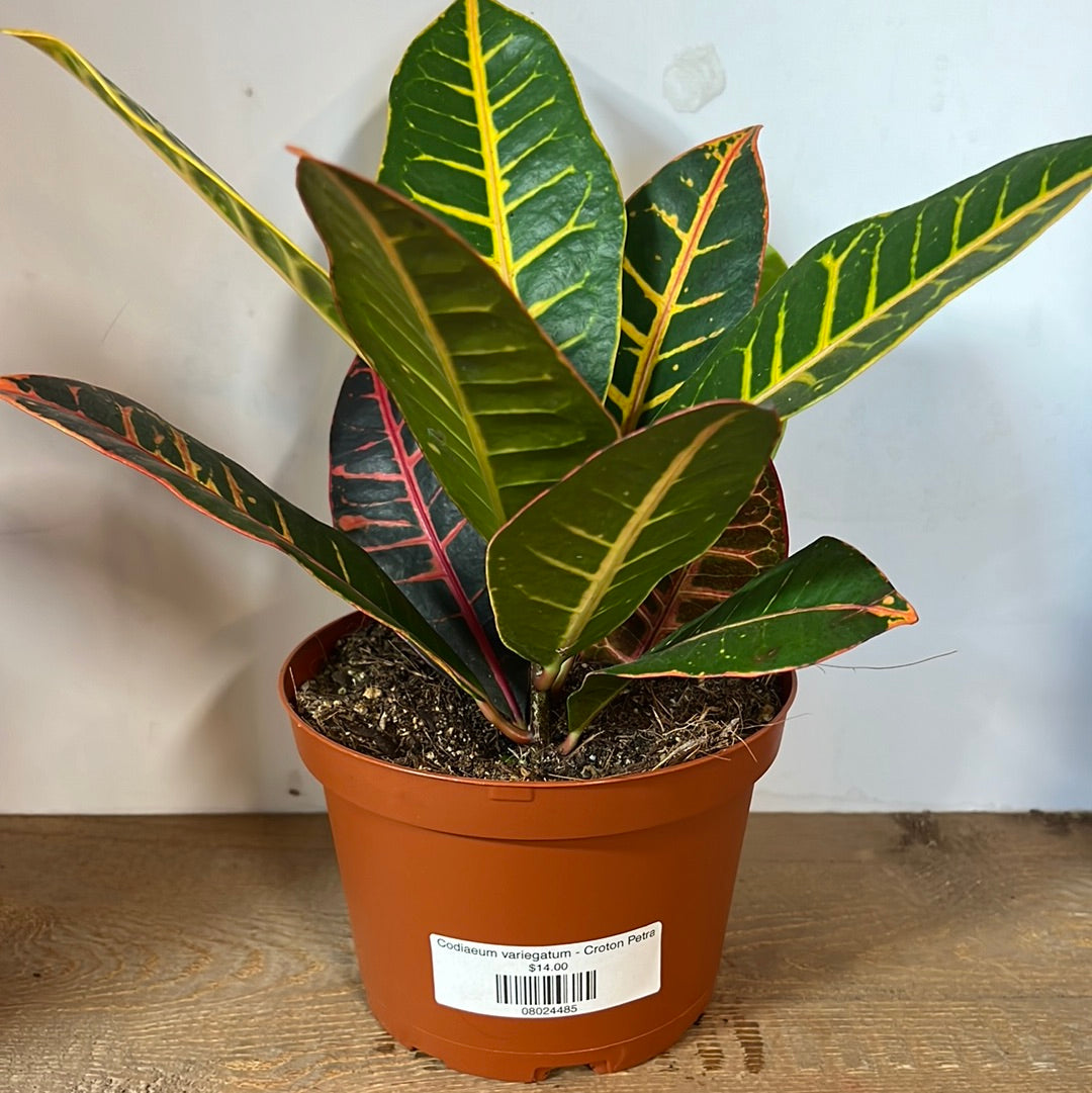 Codiaeum variegatum - Croton Petra