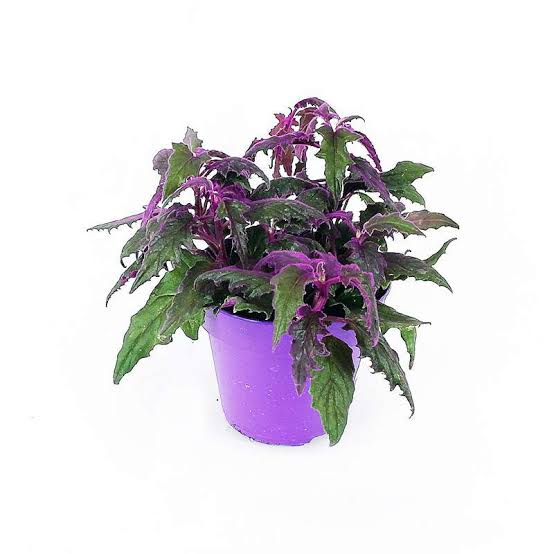 Gynura aurantiaca - Purple Passion
