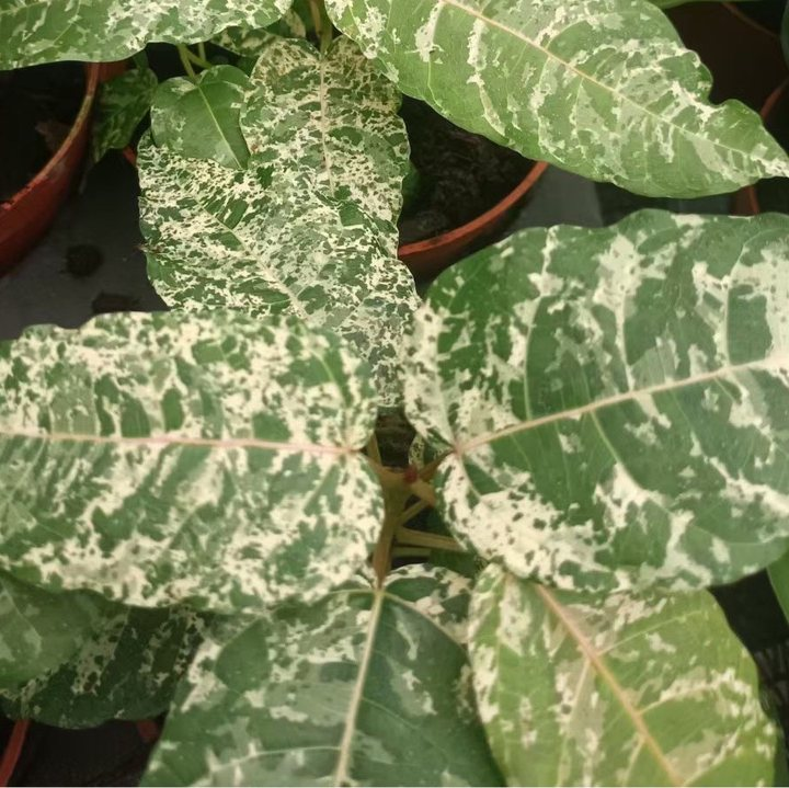 Ficus aspera - Cotton Colour