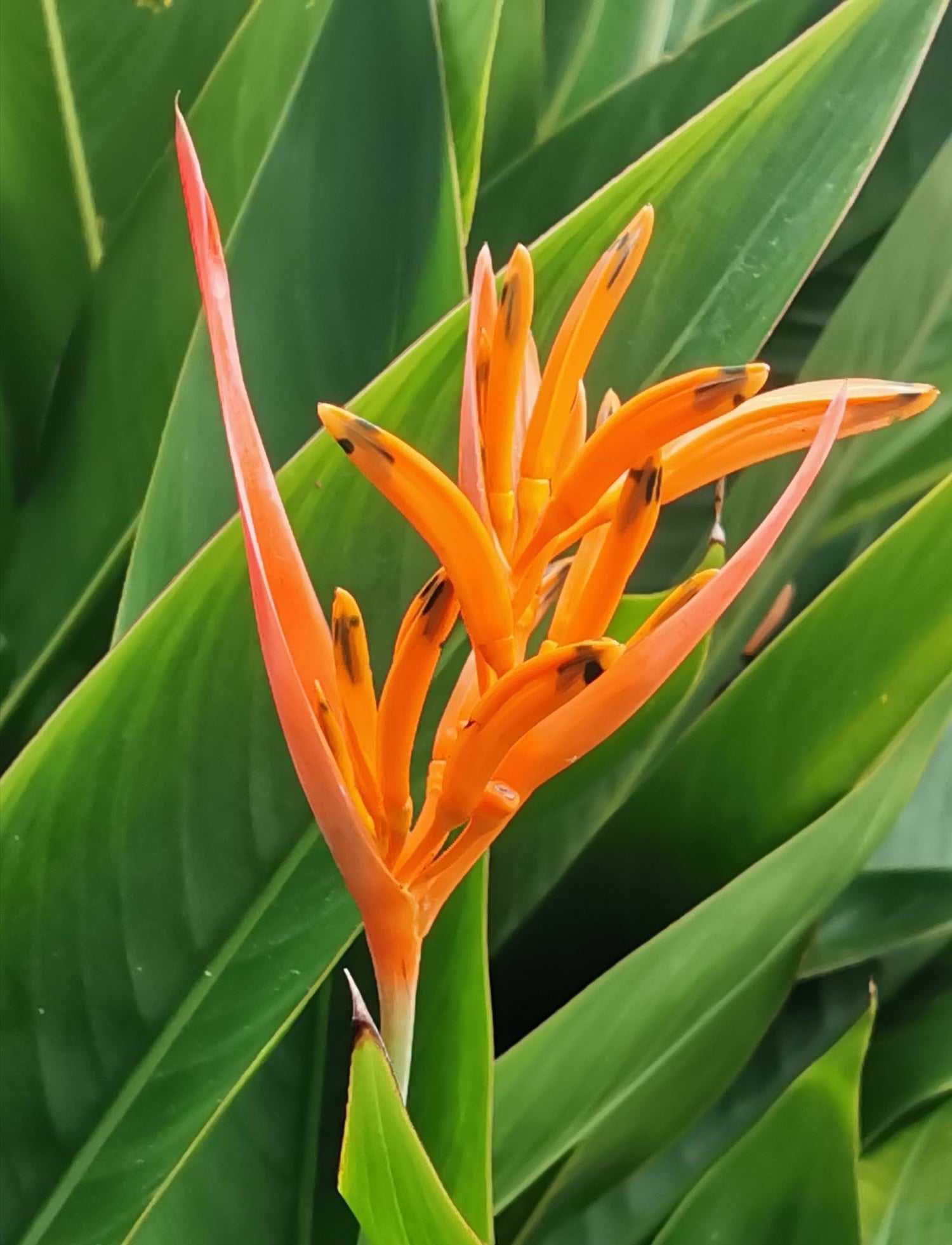 Heliconia aurantiaca