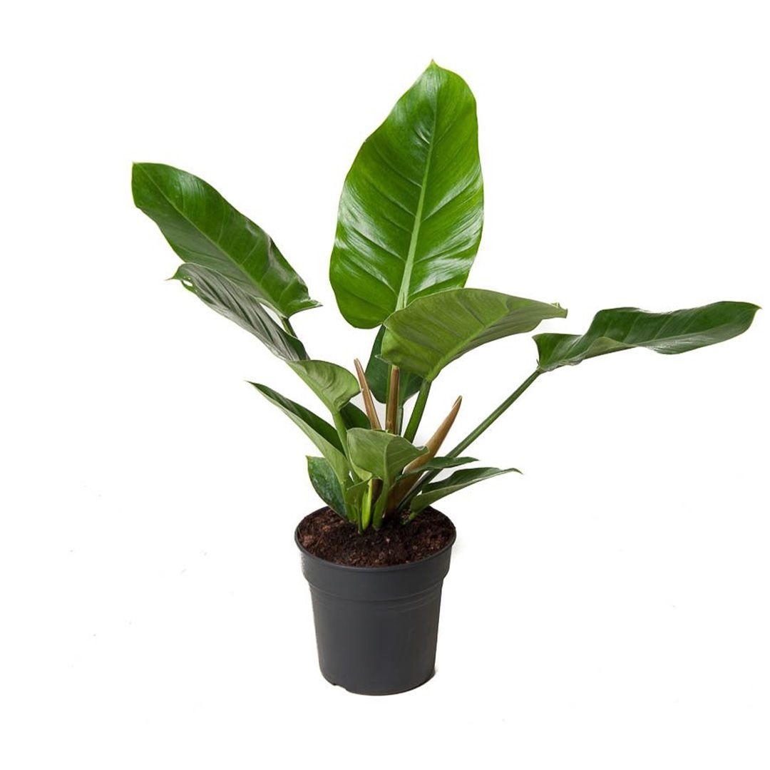 Philodendron erubescens - Imperial Green