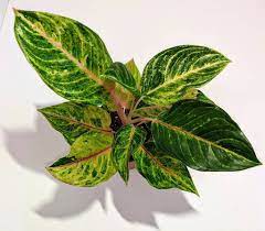 Aglaonema Green Papaya - Chinese Evergreen