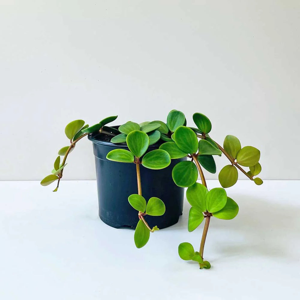 Peperomia tetraphylla - Hope