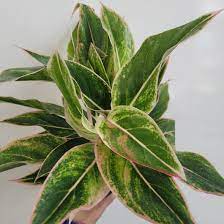 Aglaonema Pink Siam - Chinese Evergreen