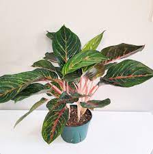 Aglaonema Rubi - Chinese Evergreen