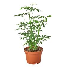 Schefflera arboricola -  Umbrella Tree