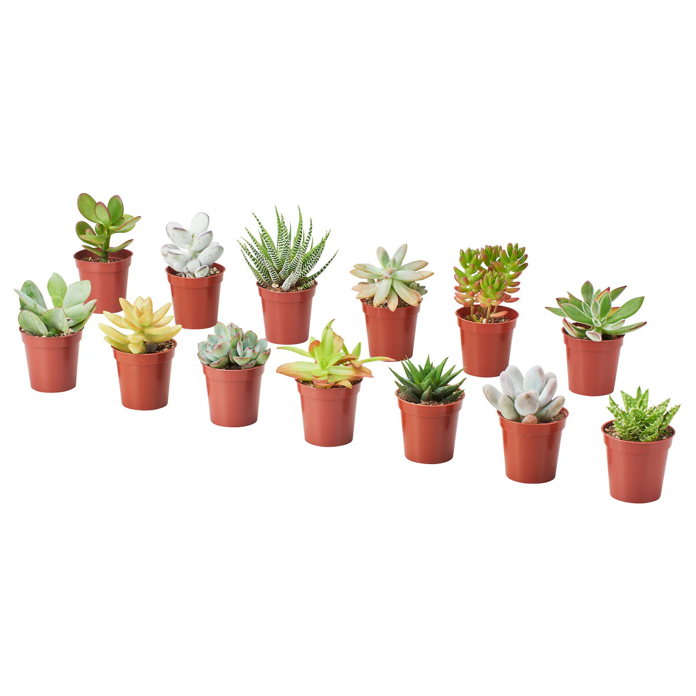 Succulents - Assorted