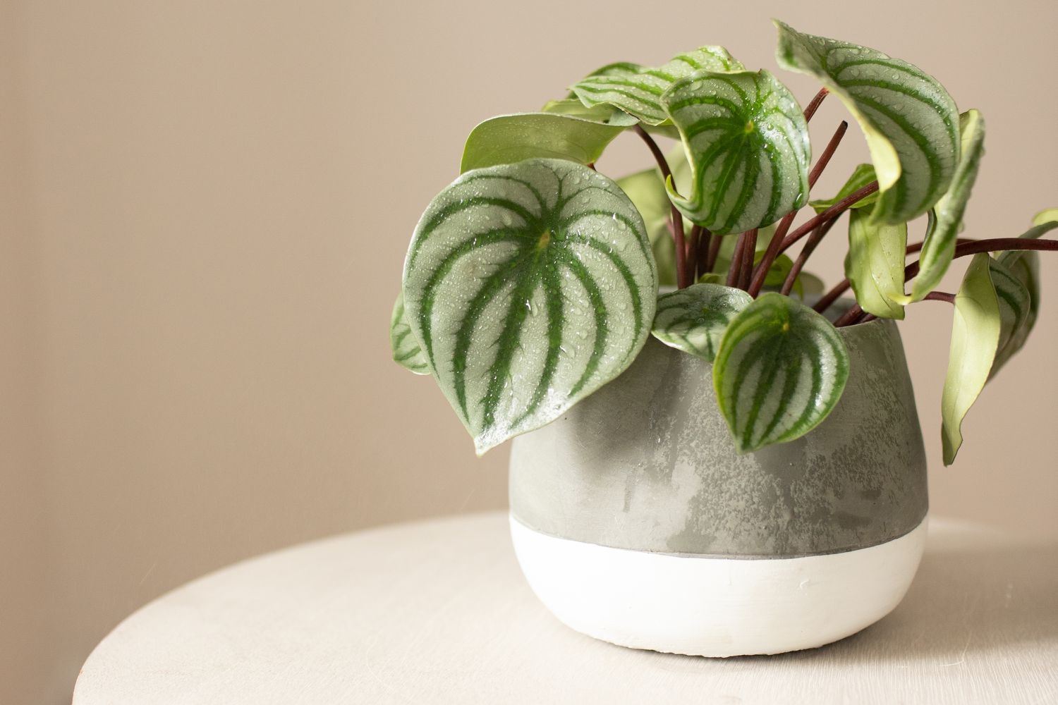 Peperomia argyreia - Watermelon