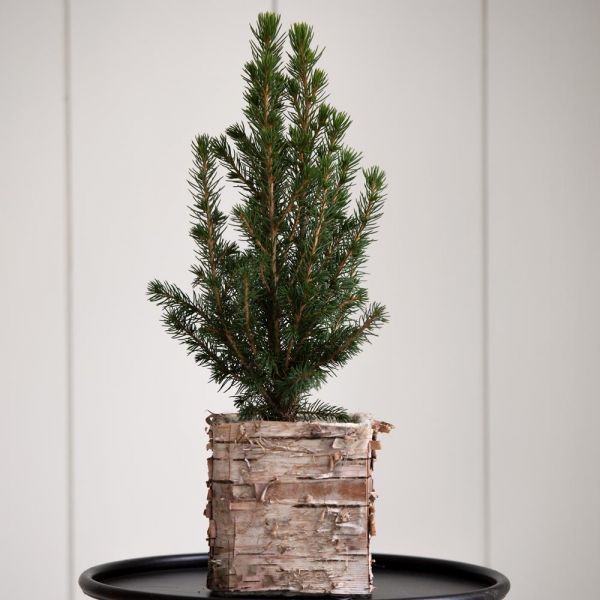Alberta Spruce in Birch Wrapped Pot