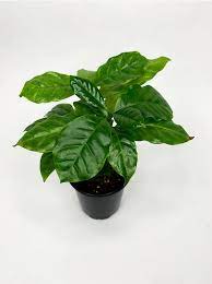 Coffea arabica - Coffee Plant