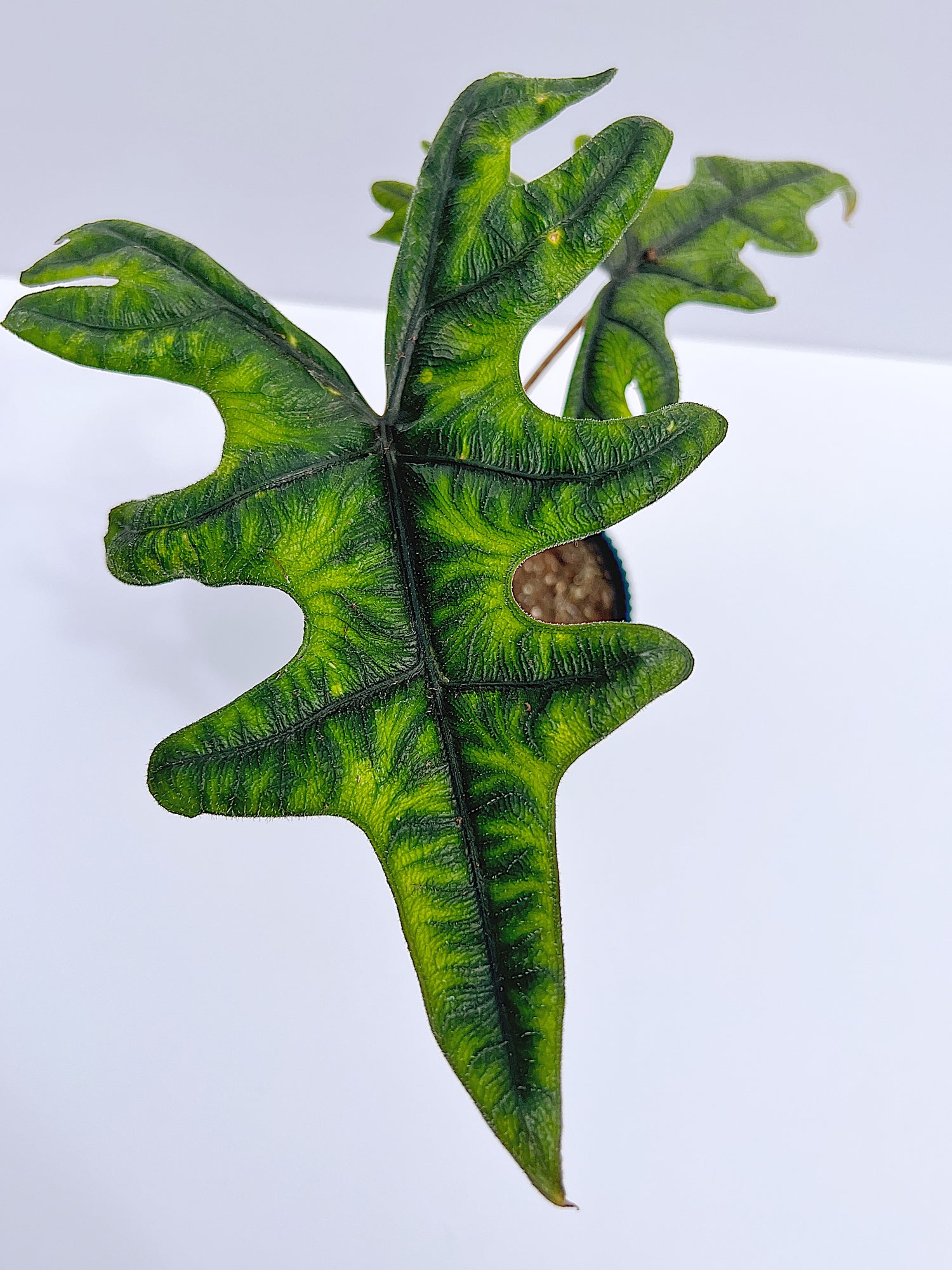 Alocasia (Tandurusa) Jacklyn