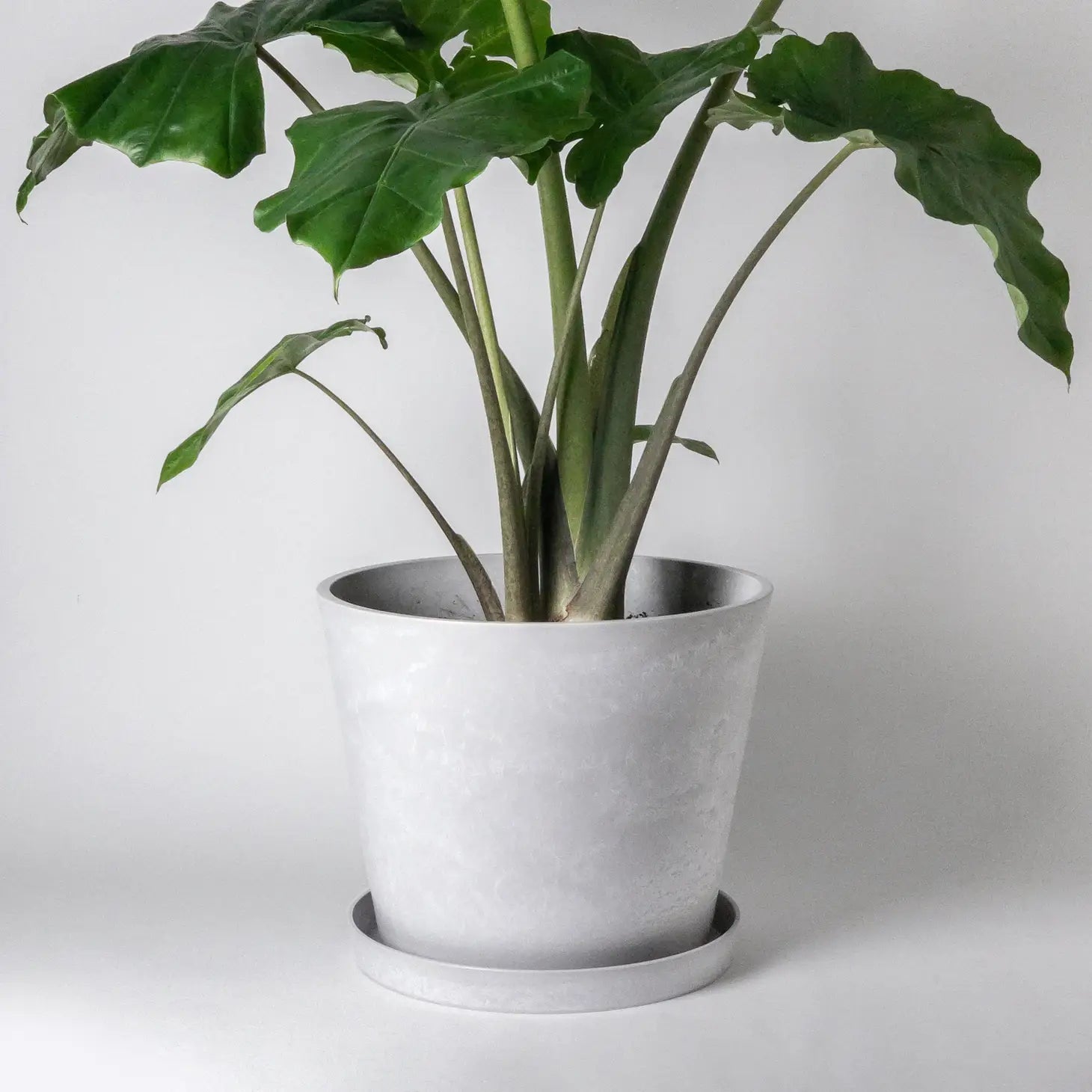 Kanso - Tapered signature pot & saucer