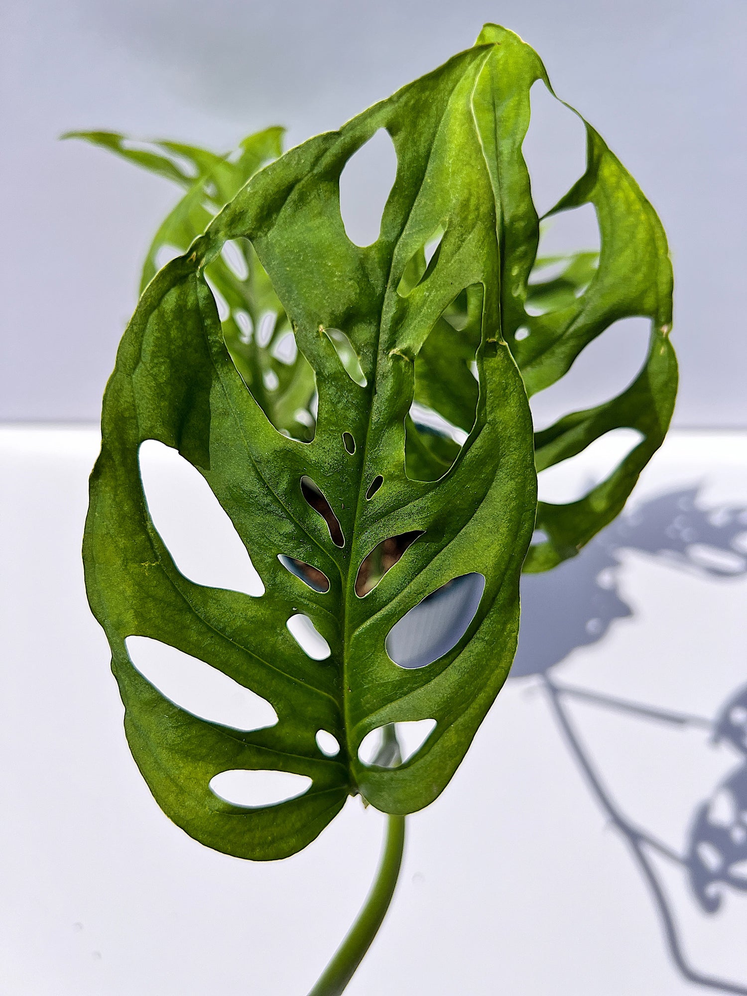 Monstera Adansonii