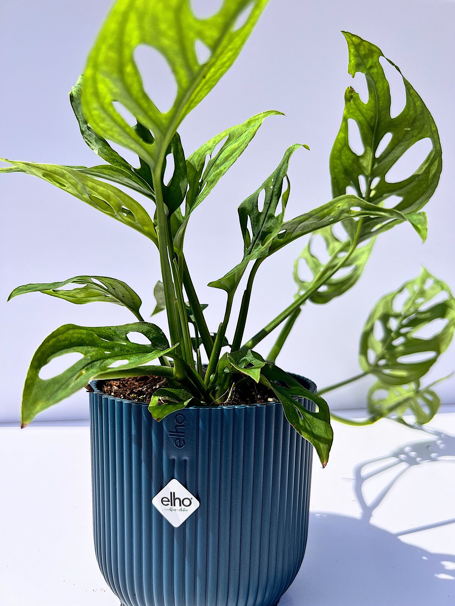 Monstera Adansonii