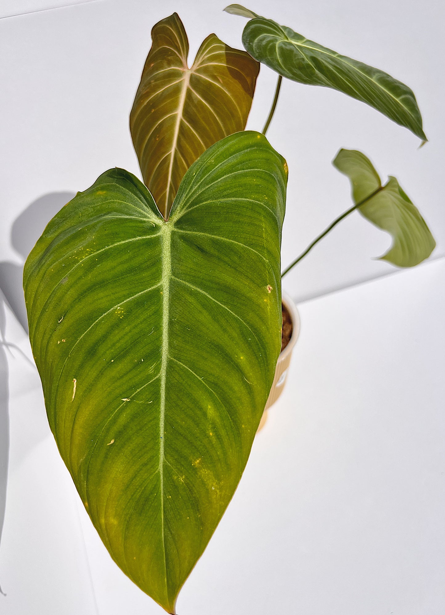 
                  
                    Philodendron Glorious
                  
                