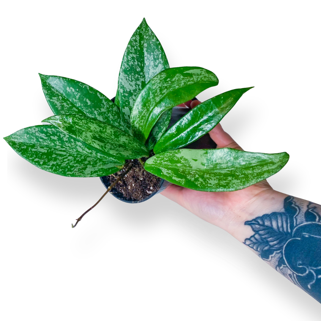 Hoya Pubicalyx