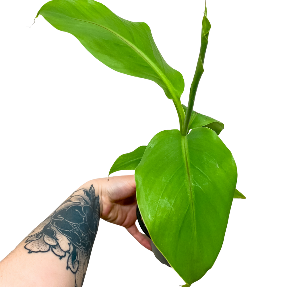 
                  
                    Musa (Dwarf Cavendish Banana Plant)
                  
                
