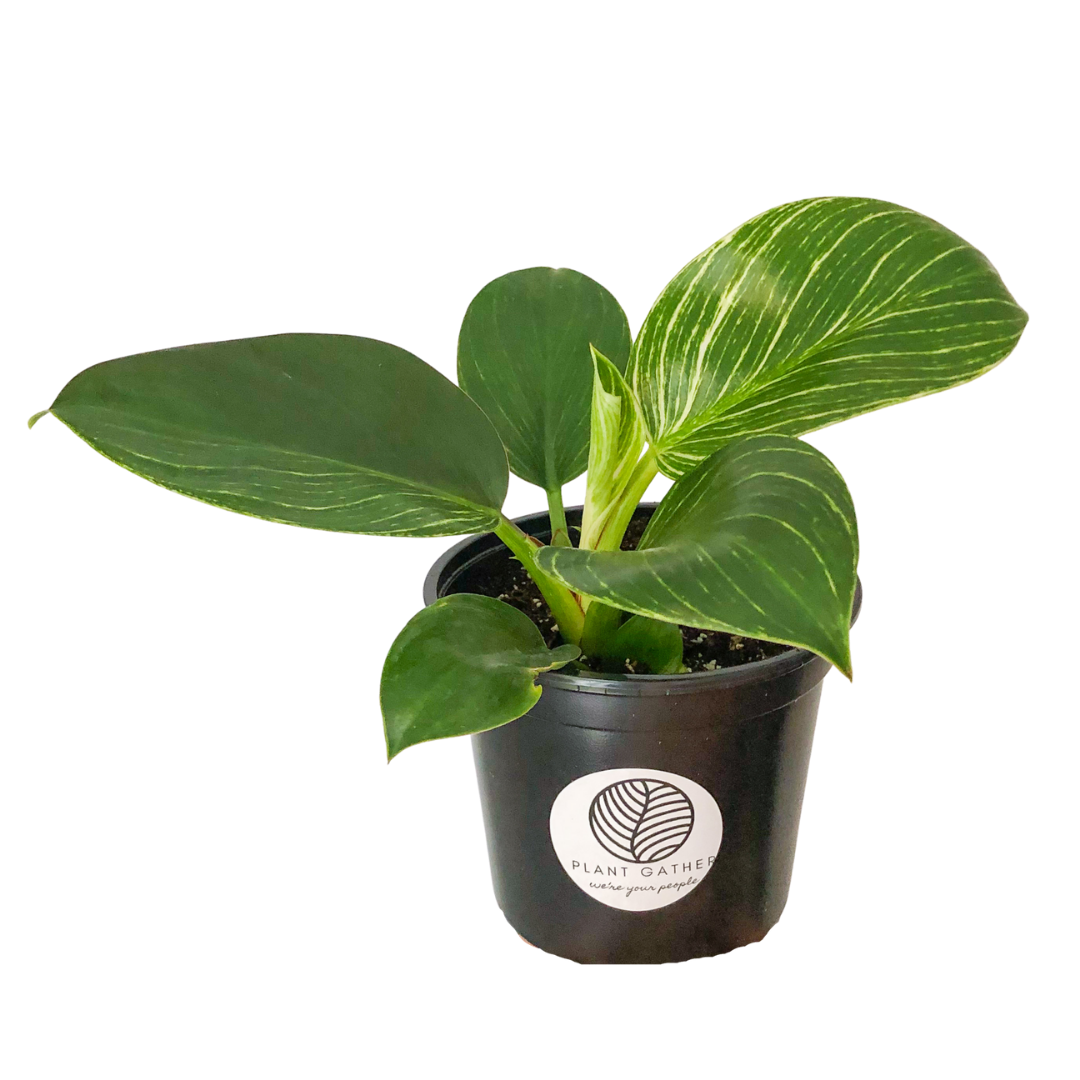 Philodendron Birken