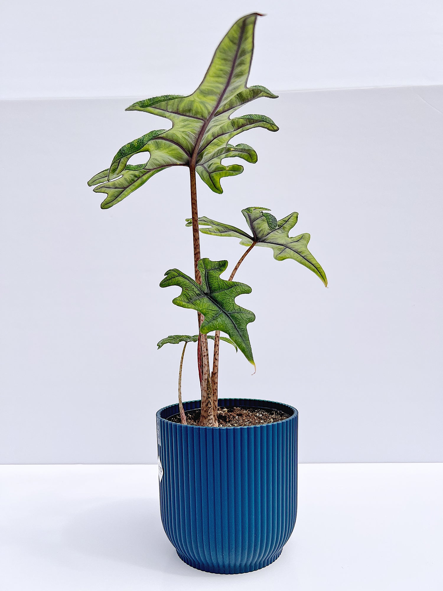 Alocasia (Tandurusa) Jacklyn