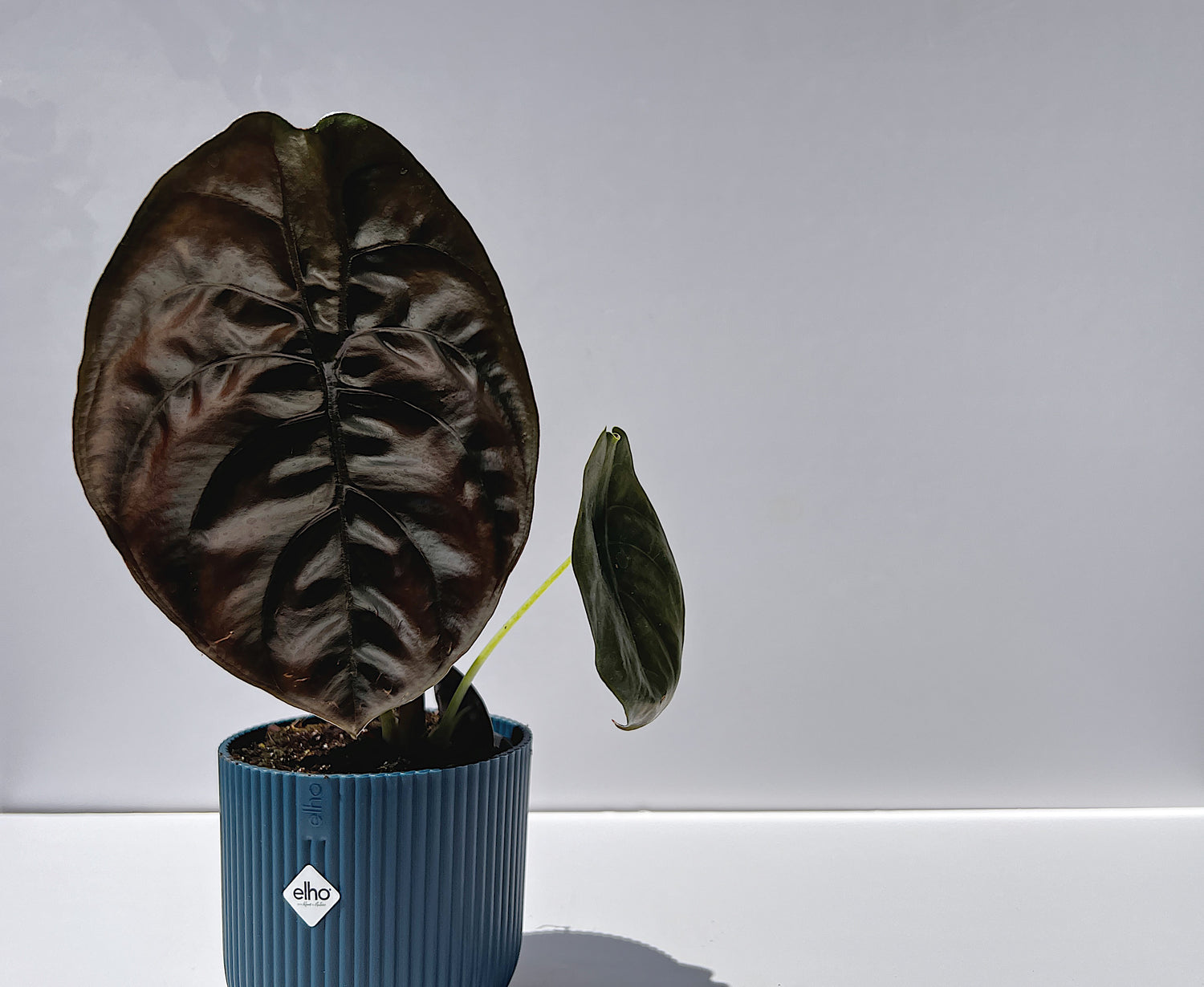 Alocasia Cuprea