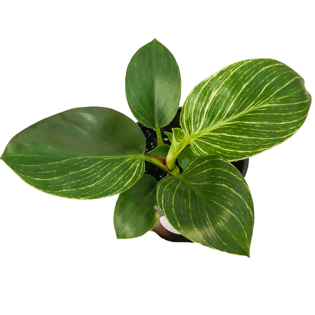 Philodendron Birken