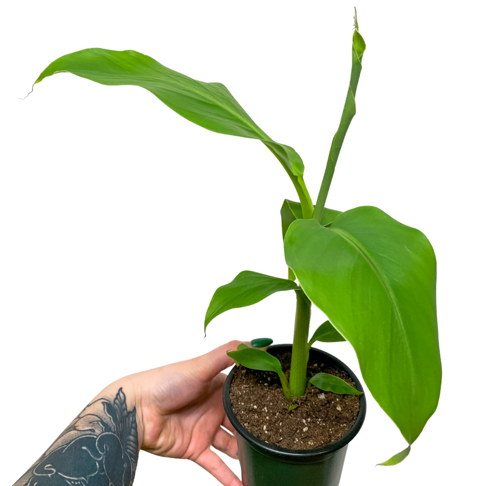 Musa (Dwarf Cavendish Banana Plant)