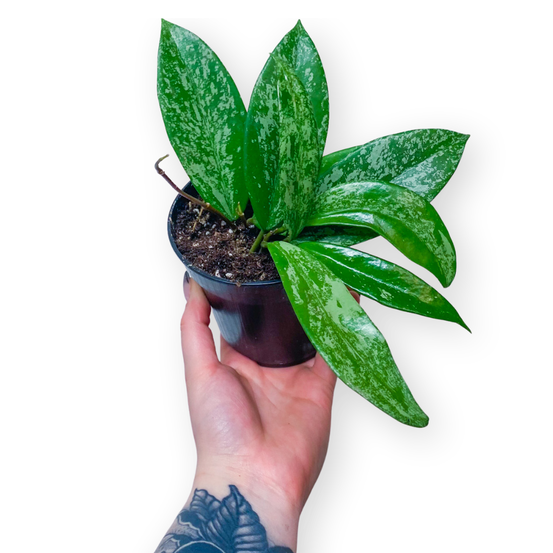 Hoya Pubicalyx